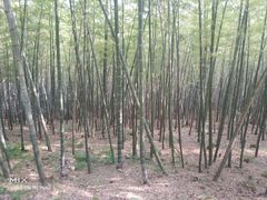 -达蓬山旅游度假区
