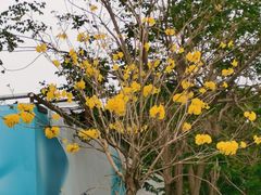 -福田红树林生态公园