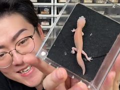 -酷以爬仙阁实体爬宠店·守宫·蜥蜴·专业繁育