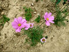 -松山湖梦幻百花洲
