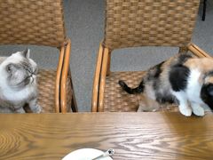 -猫色咖啡·猫咖