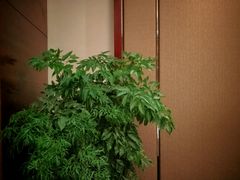-清水蘭軒