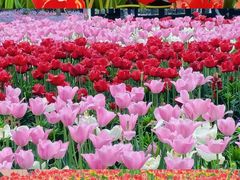 -荷兰花海