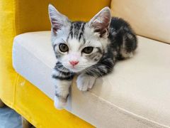 -山宅一喵德文卷毛猫舍