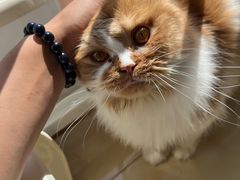 -猫大福·Fortune Cat猫舍(百子湾店)