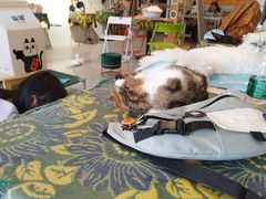 -平行世界·猫咖(首经贸店)