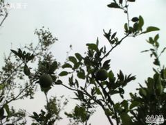 桔绿@怡沁园-上海怡沁园度假酒店