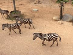 -泉州海丝野生动物世界