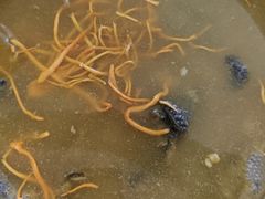 -杨记山珍鸡煲菌汤锅