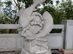 -银湖山郊野公园-相思林