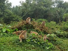 -海南热带野生动植物园