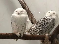 -海合安武汉极地海洋公园