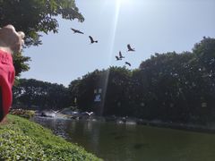 -广州长隆飞鸟乐园