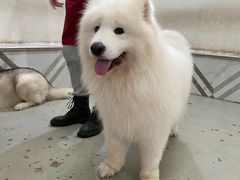 -星多哈·狗咖·拼豆·咖啡
