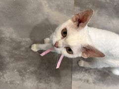 -楼上猫咖(罗湖店)