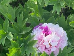 -洛阳市隋唐城遗址植物园