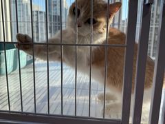 -喵百万·布偶·蓝金金渐层英短·猫舍(百子湾店)