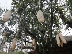 -奥兰多迪士尼动物王国乐园