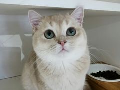 -东方名猫馆·英短金渐层布偶猫舍(环线广场1号楼店)