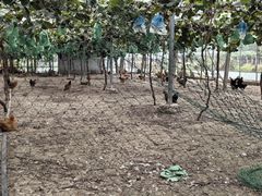 -马陆小张葡萄园农家乐