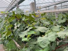 -马陆小张葡萄园农家乐