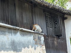 -乌镇东栅景区
