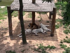 -西霞口神雕山野生动物世界