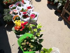 -中环花鸟鱼虫市场