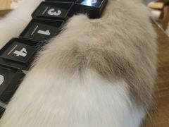 -猫猫幼稚园·撸猫·桌游·电玩