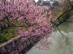 -南汇桃花村