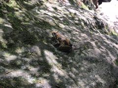 -牛背梁国家森林公园