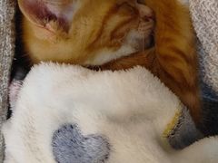 -盱眙虾神於氏龙虾(夫子庙红街店)