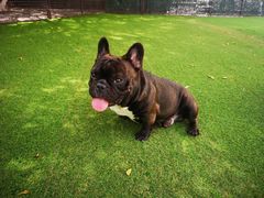 -Dog in Town Ekkamai