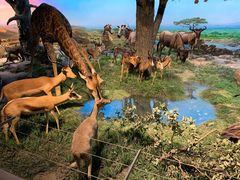 -国家自然博物馆