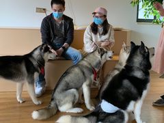-Husky Go! 哈士奇体验馆·宠物咖啡厅狗咖
