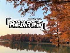 -合肥滨湖国家森林公园