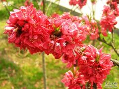 -南汇桃花村