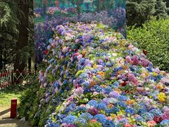 -上海共青森林公园