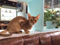 -猫小院猫主题餐厅(三里屯店)