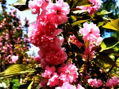 -长白岛森林公园