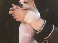 -阿狗圆子
