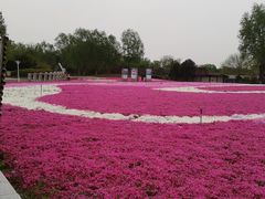 -石家庄市植物园