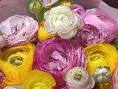 -双季花艺园艺市场(浦东店)