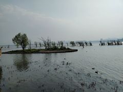 -洱海月湿地公园
