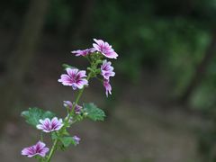 -合肥滨湖国家森林公园