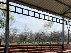 -天适樱花悠乐园