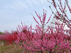 -石家庄市植物园