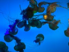 -太平洋海底世界