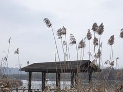 -洋湖国家湿地公园