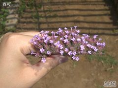 -紫海香堤香草艺术庄园